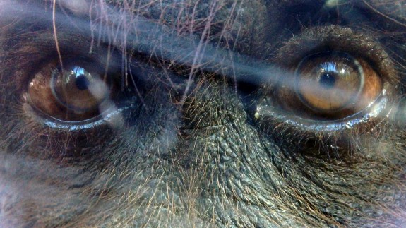 Main Condensed.Still005 575x323 How to Lure the Animals at the Zoo to Come to You!