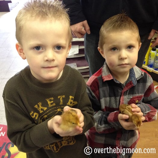 kynathanbabychicks Sunday Snapshots