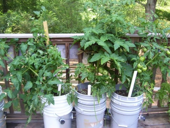 100 0268 575x431 Gardening Basics   Planters, Beds, and Trellises