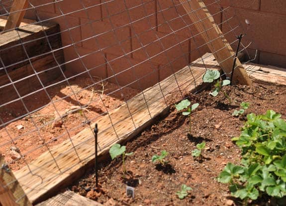 Gardening Basics Planters, Beds, and Trellises DSC 0039 Gardening Basics Planters, Beds, and Trellises