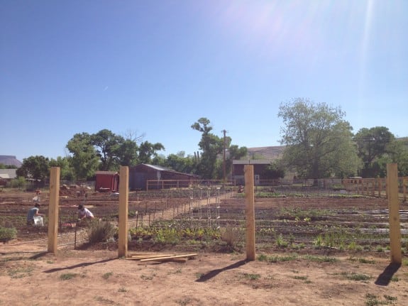 Gardening Basics Planters, Beds, and Trellises IMG 2113 575x431 Gardening Basics Planters, Beds, and Trellises