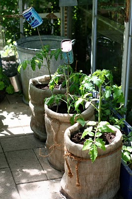 Gardening Basics Planters, Beds, and Trellises IMG 6824 Gardening Basics Planters, Beds, and Trellises