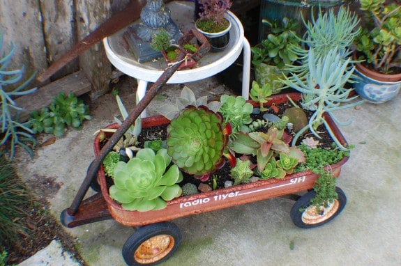 dsc 0030 575x382 Gardening Basics   Planters, Beds, and Trellises