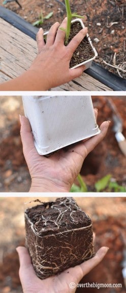 Garden Basics Planting & Pests 1 248x575 Garden Basics Planting & Pests