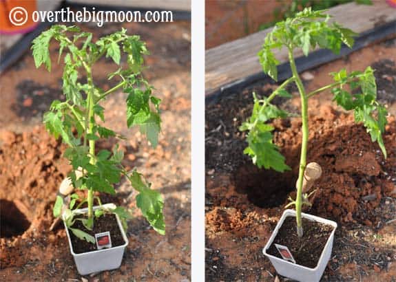 Garden Basics Planting & Pests 2 Garden Basics Planting & Pests