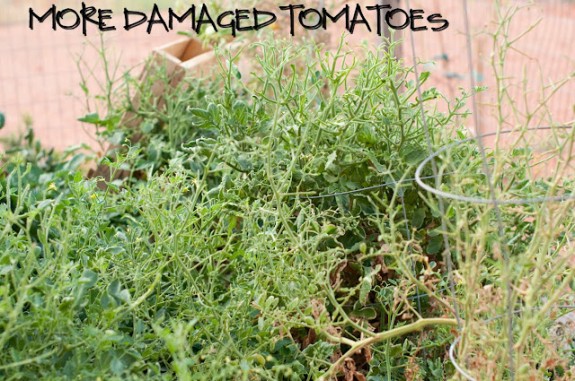 Garden Basics Planting & Pests DSC 1907 575x381 Garden Basics Planting & Pests