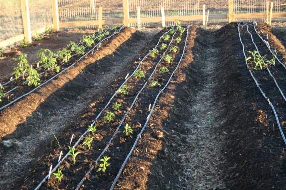 Gardening Basics Soil Prep IMG 2212 575x383 Gardening Basics Soil Prep