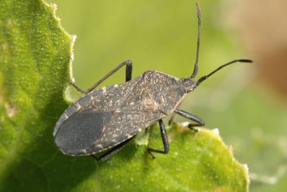 Garden Basics Planting & Pests adult squash bug 575x384 Garden Basics Planting & Pests