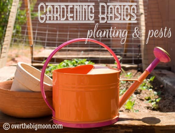 Garden Basics Planting & Pests gardening basics planting and pests 575x437 Garden Basics Planting & Pests