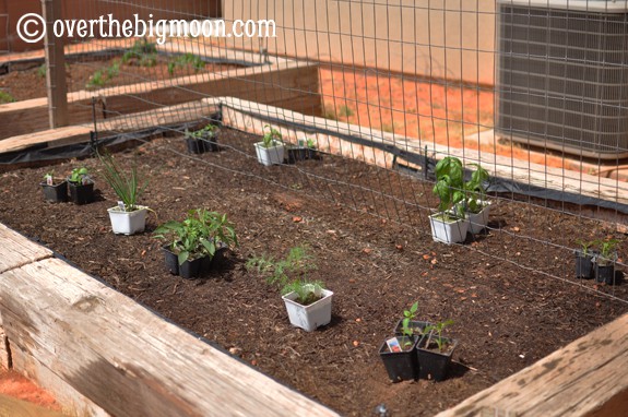 Garden Basics Planting & Pests plantingagarden1 Garden Basics Planting & Pests