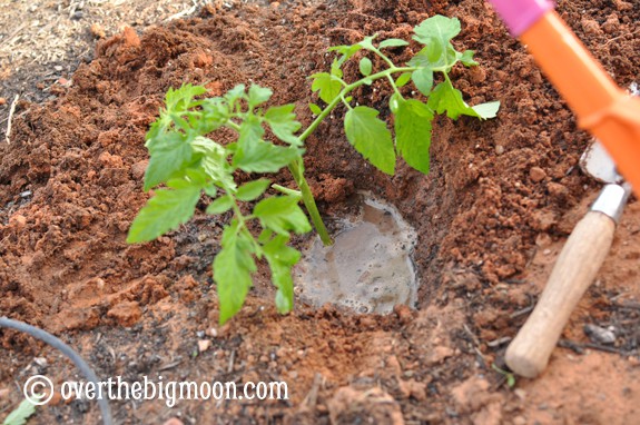 Garden Basics Planting & Pests plantingagarden10 Garden Basics Planting & Pests