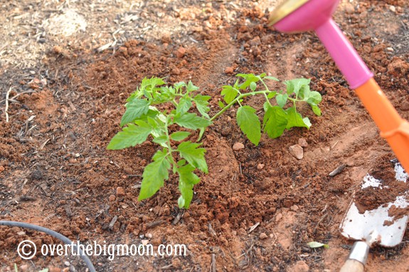 Garden Basics Planting & Pests plantingagarden11 Garden Basics Planting & Pests