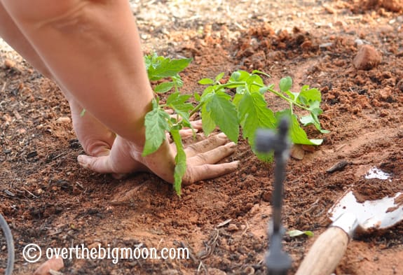 Garden Basics Planting & Pests plantingagarden12 Garden Basics Planting & Pests