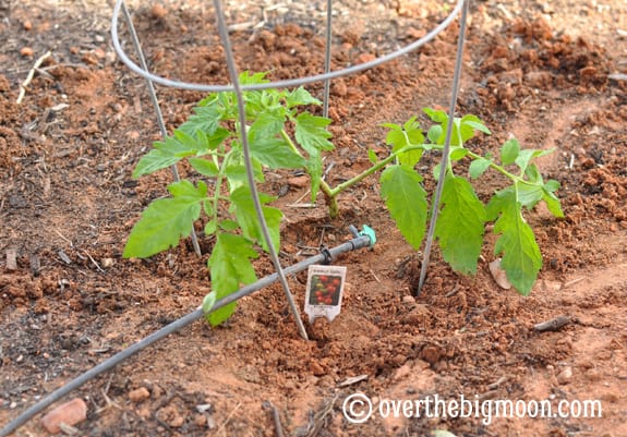 Garden Basics Planting & Pests plantingagarden13 Garden Basics Planting & Pests