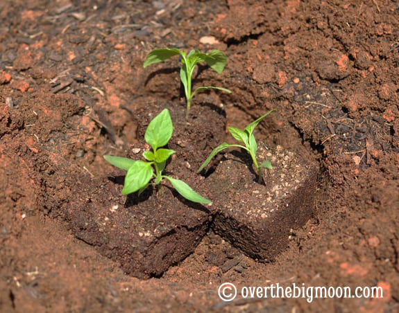 Garden Basics Planting & Pests plantingagarden3 Garden Basics Planting & Pests