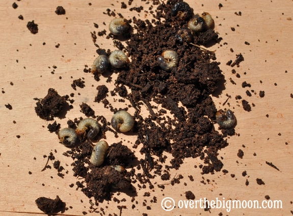 Garden Basics Planting & Pests plantingagarden4 Garden Basics Planting & Pests