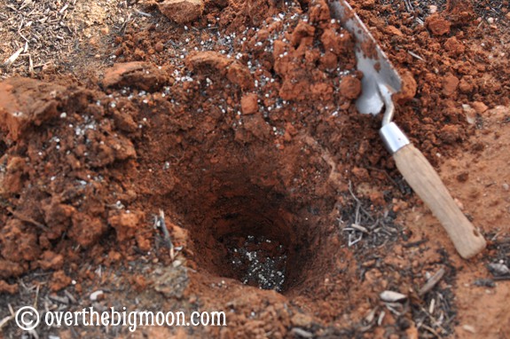 Garden Basics Planting & Pests plantingagarden8 Garden Basics Planting & Pests