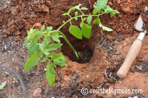 Garden Basics Planting & Pests plantingagarden9 Garden Basics Planting & Pests